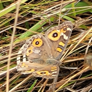 Junonia villida at Molonglo Valley, ACT - 25 Feb 2022