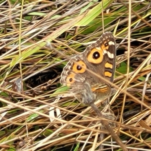 Junonia villida at Molonglo Valley, ACT - 25 Feb 2022