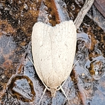 Chezala privatella (A Concealer moth) at Molonglo Valley, ACT - 25 Feb 2022 by tpreston