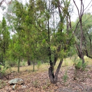 Exocarpos cupressiformis at Molonglo Valley, ACT - 25 Feb 2022