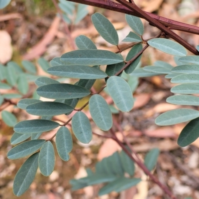 Indigofera australis subsp. australis (Australian Indigo) at Molonglo Valley, ACT - 25 Feb 2022 by tpreston