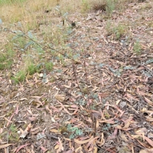 Indigofera australis subsp. australis at Molonglo Valley, ACT - 25 Feb 2022