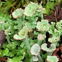 Cladonia sp. (genus) (Cup Lichen) at Molonglo Valley, ACT - 25 Feb 2022 by tpreston