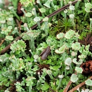 Cladonia sp. (genus) at Molonglo Valley, ACT - 25 Feb 2022