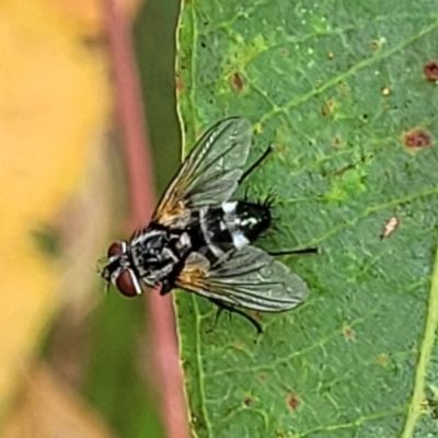 Tachinidae (family) (Unidentified Bristle fly) at Molonglo Valley, ACT - 25 Feb 2022 by trevorpreston