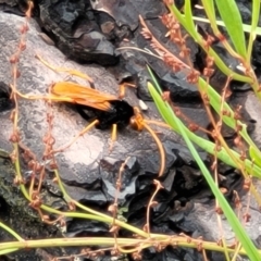 Cryptocheilus bicolor (Orange Spider Wasp) at Molonglo Valley, ACT - 25 Feb 2022 by trevorpreston