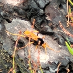 Cryptocheilus bicolor at Molonglo Valley, ACT - 25 Feb 2022