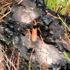 Cryptocheilus bicolor at Molonglo Valley, ACT - 25 Feb 2022