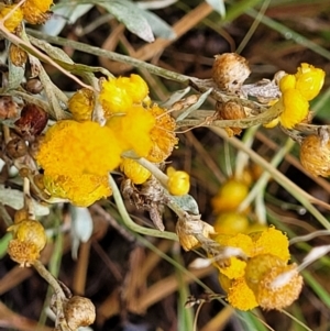 Chrysocephalum apiculatum at Molonglo Valley, ACT - 25 Feb 2022