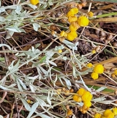 Chrysocephalum apiculatum at Molonglo Valley, ACT - 25 Feb 2022 11:40 AM