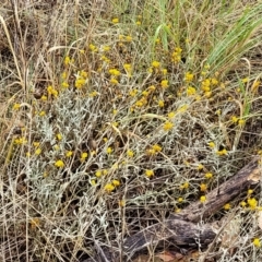 Chrysocephalum apiculatum at Molonglo Valley, ACT - 25 Feb 2022 11:40 AM