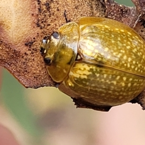 Paropsisterna cloelia at Molonglo Valley, ACT - 25 Feb 2022