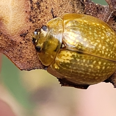 Paropsisterna cloelia (Eucalyptus variegated beetle) at Molonglo Valley, ACT - 25 Feb 2022 by trevorpreston