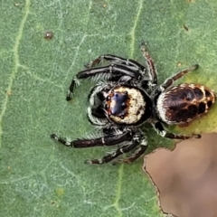 Opisthoncus nigrofemoratus at Molonglo Valley, ACT - 25 Feb 2022