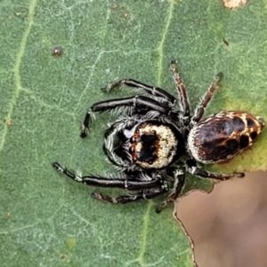 Opisthoncus nigrofemoratus at Molonglo Valley, ACT - 25 Feb 2022