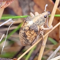 Gonipterus scutellatus (Eucalyptus snout beetle, gum tree weevil) at Molonglo Valley, ACT - 25 Feb 2022 by trevorpreston