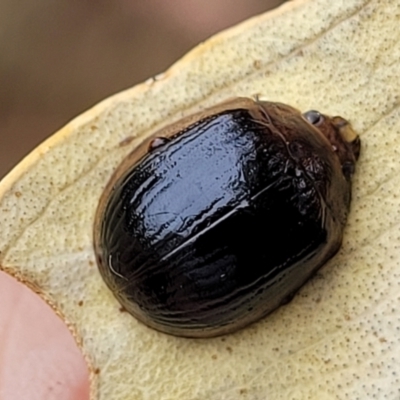 Paropsisterna cloelia (Eucalyptus variegated beetle) at Molonglo Valley, ACT - 25 Feb 2022 by trevorpreston