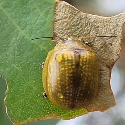 Paropsisterna cloelia (Eucalyptus variegated beetle) at Molonglo Valley, ACT - 25 Feb 2022 by trevorpreston