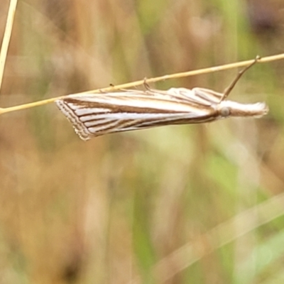 Hednota megalarcha (A Crambid moth) at Molonglo Valley, ACT - 25 Feb 2022 by trevorpreston