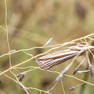 Hednota megalarcha at Molonglo Valley, ACT - 25 Feb 2022