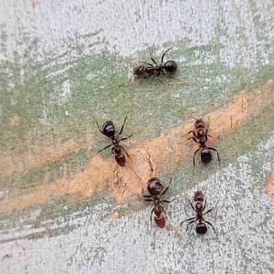 Papyrius sp (undescribed) (Hairy Coconut Ant) at Denman Prospect 2 Estate Deferred Area (Block 12) - 25 Feb 2022 by tpreston