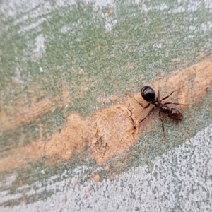 Papyrius sp (undescribed) at Molonglo Valley, ACT - 25 Feb 2022