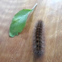 Ardices (genus) (Tiger moth (formerly Spilosoma)) at O'Connor, ACT - 25 Feb 2022 by AAGunn