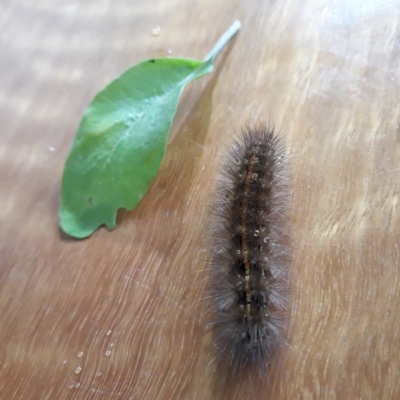 Ardices (genus) (Tiger moth (formerly Spilosoma)) at O'Connor, ACT - 25 Feb 2022 by AAGunn