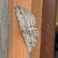 Ectropis (genus) (An engrailed moth) at Googong, NSW - 24 Feb 2022 by Wandiyali