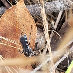 Turneromyia sp. (genus) (Zebra spider wasp) at Molonglo Valley, ACT - 25 Feb 2022 by trevorpreston