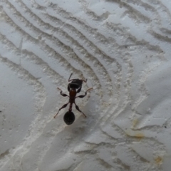 Podomyrma sp. (genus) (Muscleman Tree Ant) at Kaleen, ACT - 23 Feb 2022 by Amata