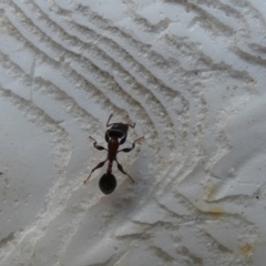 Podomyrma sp. (genus) (Muscleman Tree Ant) at Kaleen, ACT - 23 Feb 2022 by Birdy