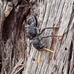 Trogodendron fasciculatum at Cook, ACT - 24 Feb 2022 01:24 PM