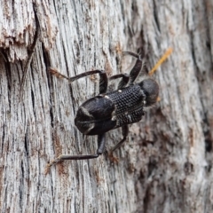 Trogodendron fasciculatum at Cook, ACT - 24 Feb 2022 01:24 PM