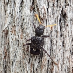 Trogodendron fasciculatum at Cook, ACT - 24 Feb 2022 01:24 PM