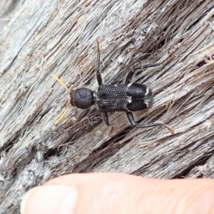 Trogodendron fasciculatum at Cook, ACT - 24 Feb 2022 01:24 PM