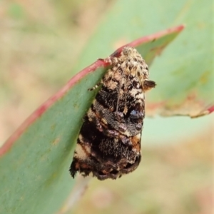 Peritropha oligodrachma at Cook, ACT - 24 Feb 2022 11:31 AM