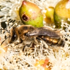 Leioproctus (Leioproctus) amabilis (A plaster bee) at Federal Golf Course - 25 Feb 2022 by Roger
