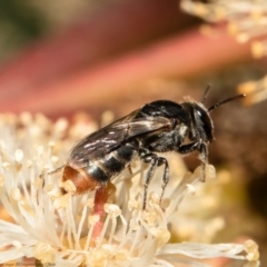 Euryglossa adelaidae (A native bee) at Federal Golf Course - 25 Feb 2022 by Roger