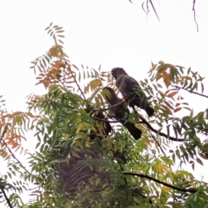 Callocephalon fimbriatum at Cook, ACT - 24 Feb 2022