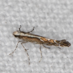 Epicephala (genus) at Melba, ACT - 30 Dec 2021 11:59 PM