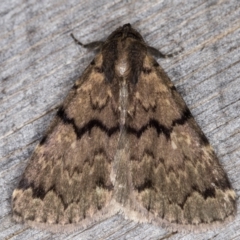 Mormoscopa phricozona (An Erebid Moth (Herminiinae) at Melba, ACT - 31 Dec 2021 by kasiaaus