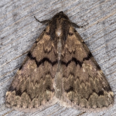 Mormoscopa phricozona (An Erebid Moth (Herminiinae) at Melba, ACT - 31 Dec 2021 by kasiaaus