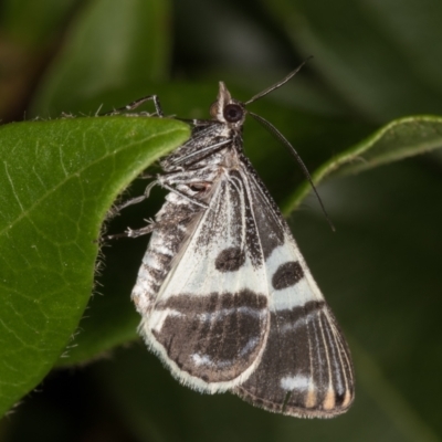 Phrataria bijugata (Bold Phrataria) at Melba, ACT - 31 Dec 2021 by kasiaaus