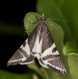 Phrataria bijugata at Melba, ACT - 31 Dec 2021 11:31 PM