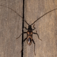 Phoracantha tricuspis (Longhorn Beetle) at Melba, ACT - 31 Dec 2021 by kasiaaus