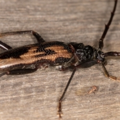 Phoracantha tricuspis at Melba, ACT - 31 Dec 2021 11:27 PM