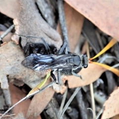 Fabriogenia sp. (genus) at Aranda, ACT - 22 Feb 2022