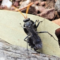 Fabriogenia sp. (genus) at Aranda, ACT - 22 Feb 2022