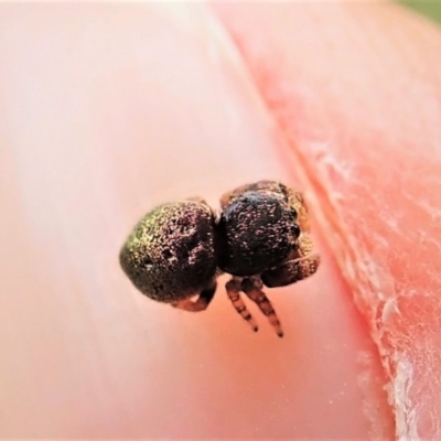 Simaethula sp. (genus) (A jumping spider) at Cook, ACT - 24 Feb 2022 by CathB